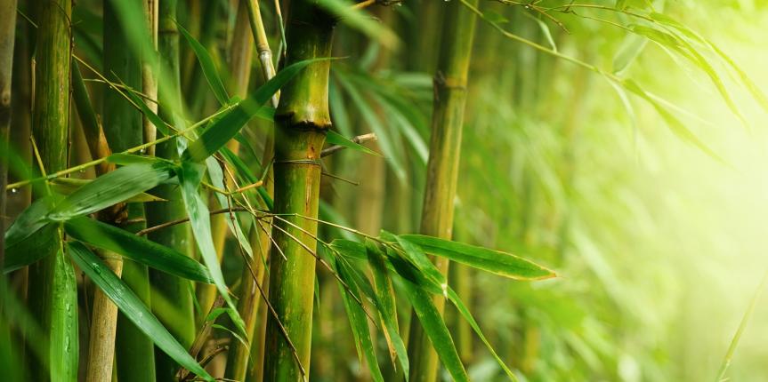 Bamboo