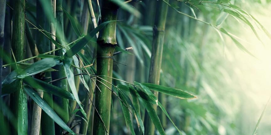 Bamboo